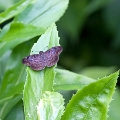 HESPERIIDAE, Pyrginae